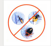 General Pest Control Services in Delhi